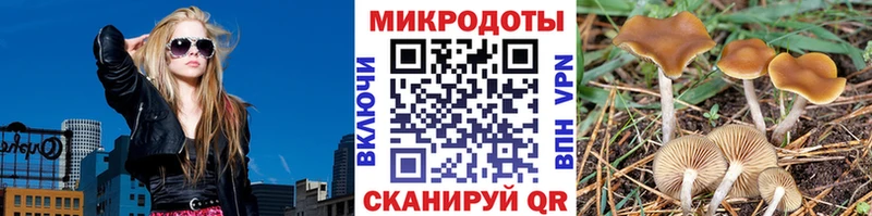 Псилоцибиновые грибы Cubensis  Таштагол 